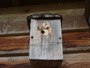 Hornissen beim Nestbau