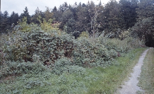 und so sieht das Gestrüpp nach wenigen Jahren aus - eine lebendige Hecke