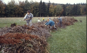 In die zukünftigen Heckenstreifen wurden einheimische Heckenpflanzen eingebracht