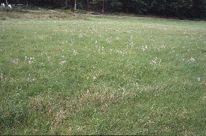 Herbstzeitlosen blühen nur, wenn man die Wiese zur richtigen Zeit mäht