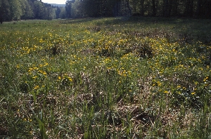 In der feuchten Wiese stehen Sumpfdotterblumen in voller Blüte