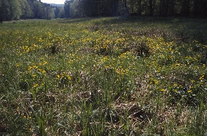 In der feuchten Wiese stehen Sumpfdotterblumen in voller Blüte